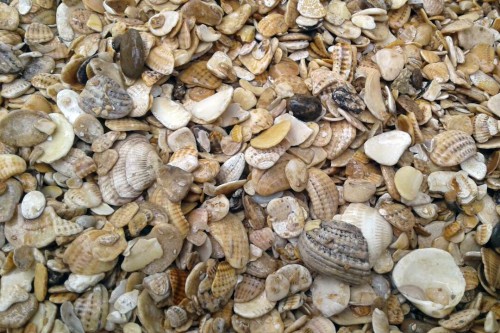 Морская ракушка фр. 5-20 мм  купить с доставкой в Липецку фото 
