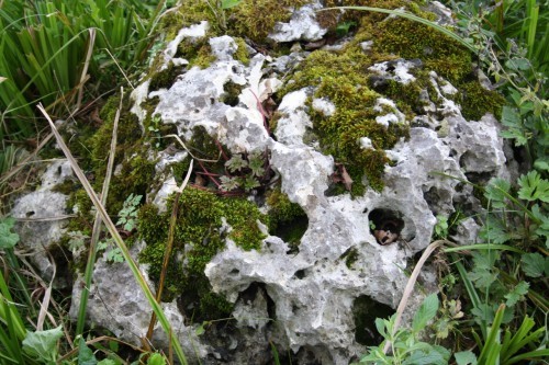  Выветренный известняк со мхом фр. 100-500 мм.  купить в Липецке известняк серый белый зеленый валун известняковый крупный 7 500 руб/т   фото 