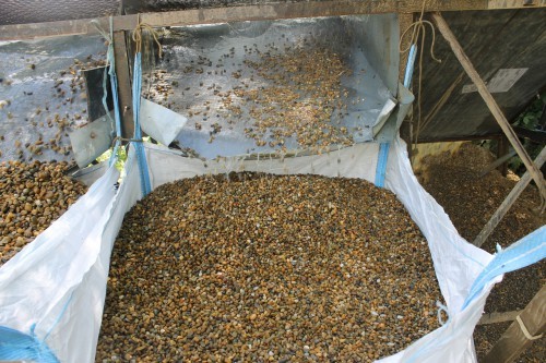  Галька окат (серо-желтая) фр.10-20 мм. купить   в Липецке галька серо-желтая, рыжая, серый речная окатанная округлая галька 4000 руб/т   фото 