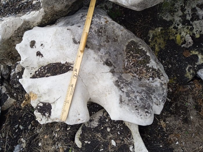 Выветренный известняк со мхом фр. 100-500 мм.  купить в Липецке известняк серый белый зеленый валун известняковый крупный 7 500 руб/т   фото 