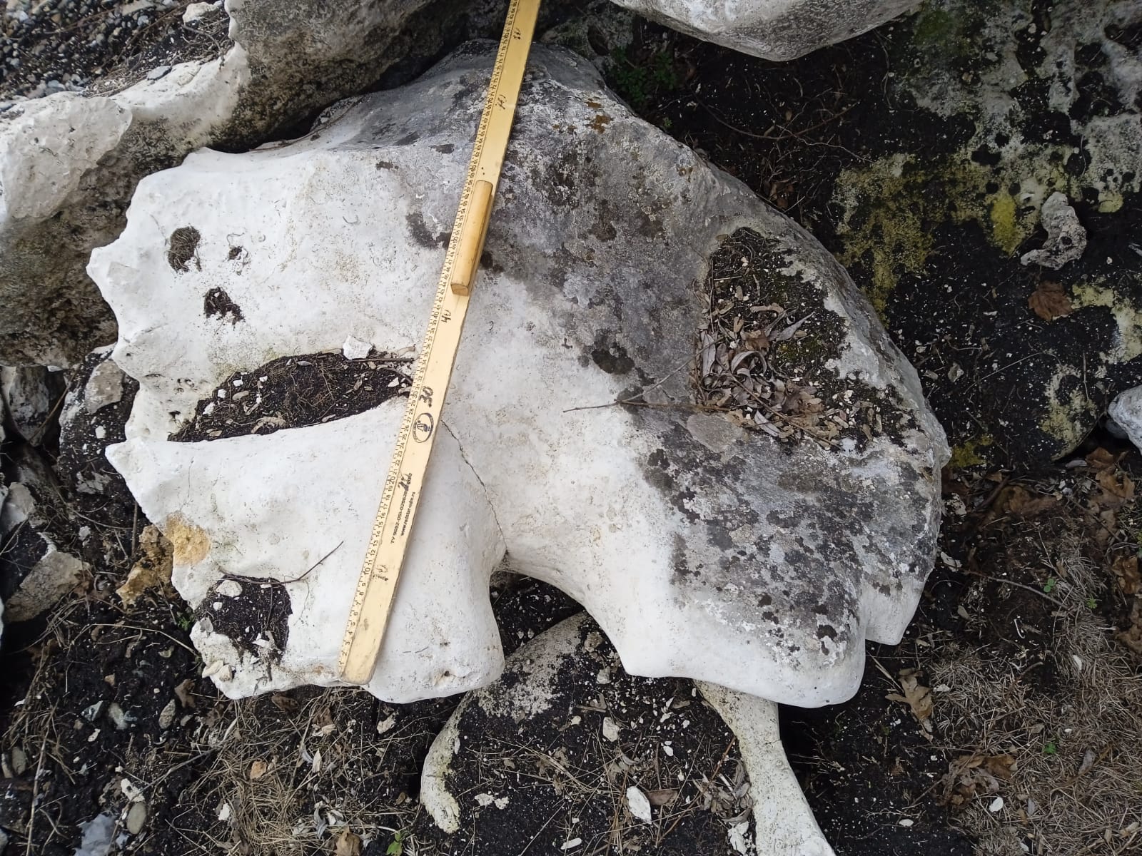  Выветренный известняк со мхом фр. 100-500 мм.  купить в Липецке известняк серый белый зеленый валун известняковый крупный 7 500 руб/т   фото 