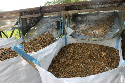  Галька окат (серо-желтая) фр.10-20 мм. купить   в Липецке галька серо-желтая, рыжая, серый речная окатанная округлая галька 4000 руб/т   фото 