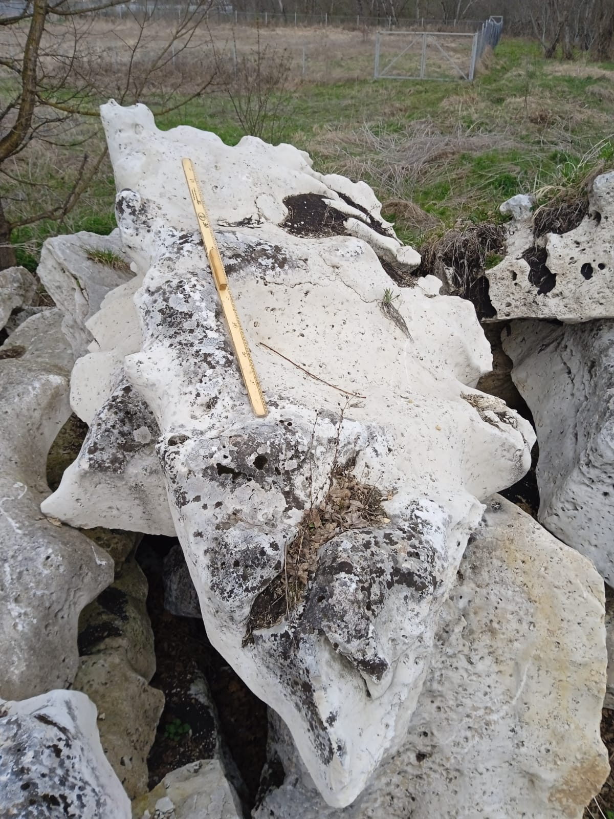  Выветренный известняк со мхом фр. 100-500 мм.  купить в Липецке известняк серый белый зеленый валун известняковый крупный 7 500 руб/т   фото 